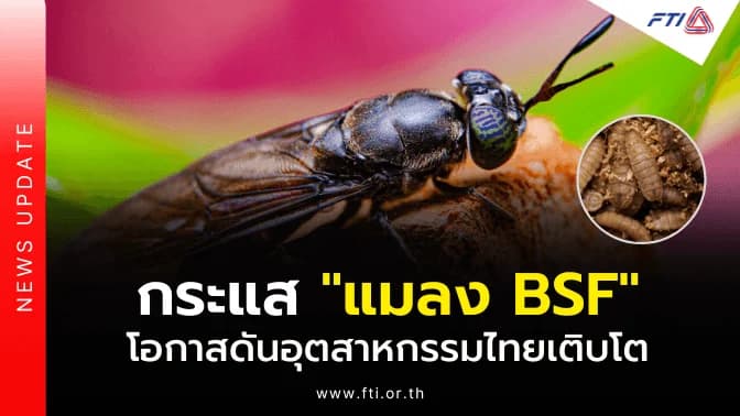 กระแส “แมลง BSF” โอกาสดันอุตสาหกรรมไทยเติบโต